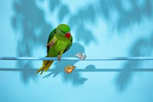 Nenad Sovilj Moja papiga Saša zvijezda je i 'krivac' za novu kolekciju nakita! (2)