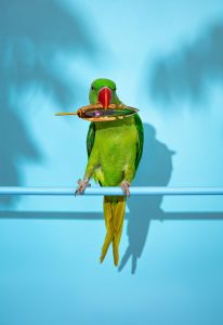 Nenad Sovilj Moja papiga Saša zvijezda je i 'krivac' za novu kolekciju nakita!