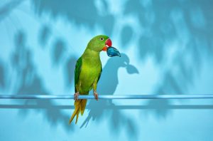 Nenad Sovilj Moja papiga Saša zvijezda je i 'krivac' za novu kolekciju nakita! (6)