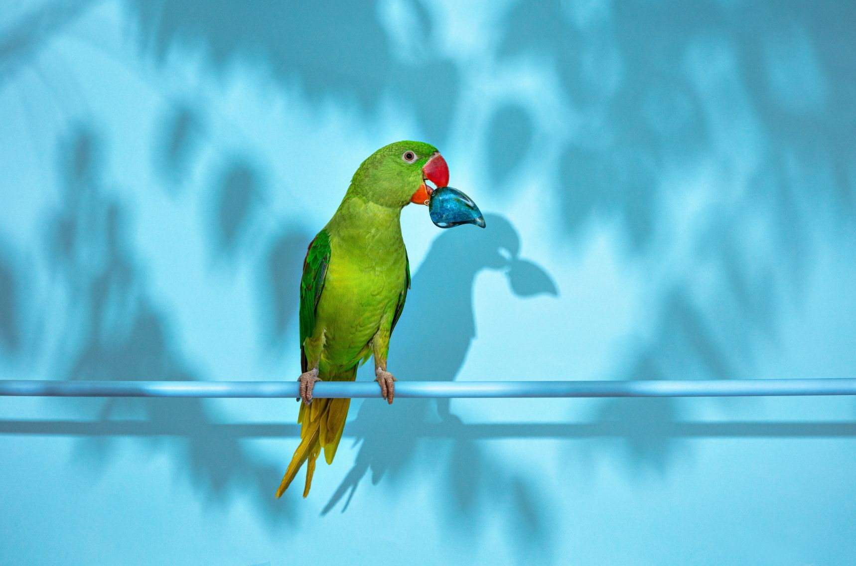 Nenad Sovilj Moja papiga Saša zvijezda je i 'krivac' za novu kolekciju nakita! (6)