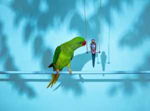 Nenad Sovilj Moja papiga Saša zvijezda je i 'krivac' za novu kolekciju nakita! (8)